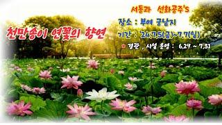 ️부여 궁남지 연꽃축제/천만송이 연꽃의 향연 "서동과 선화공주 이야기"/동양최대 연꽃 축제/7월 여행지 추천/여행 최고의백미