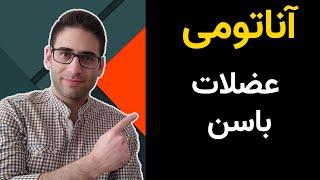 آناتومی عضلات لگن و باسن