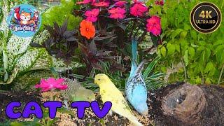 Cat TV Videos For Cats  Sparrows & Timice | ️ Bird Videos & Funny Cats 4K