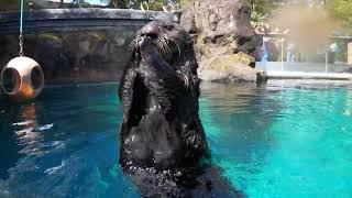 Playful Sea Otter Shows His Stuff During Training Session