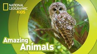 Spotted Owl | Amazing Animals