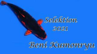 Koi-Selektion 2021 | Beni Kumonryu