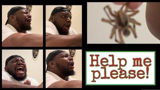 SPIDER PRANK *epic*