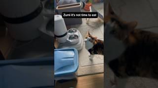 Sassy cat Zumi talks back  #cat #funny #shorts