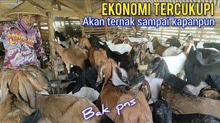 Sukses Ternak Kambing Bisa Jual Rutin, Sampai 20 ekor setiap penjualan