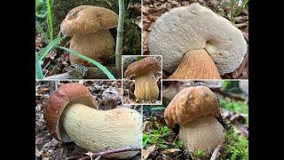 Sommersteinpilz, Eichensteinpilz, Maisteinpilz, Dobernigl | Boletus aestivalis | Boletus reticulatus