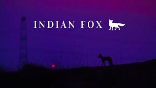 Indian Fox