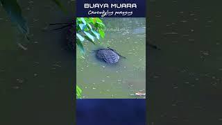 Penampakan Buaya Raksasa #shorts #short #buaya #buayamuara #crocodile