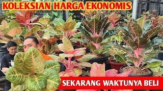 NYESEL GAK BELI‼️ Sekarang waktunya beli aglonema koleksian ~ 605