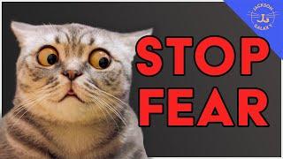 Stop Cat Fear: Is Your Cat AFRAID of Everyday Things?