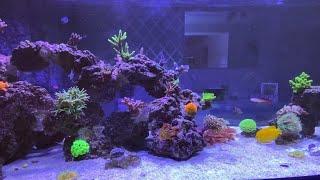 Waterbox peninsula 7225 220gal rimless reef aquarium build ep30. Update video of reef so far