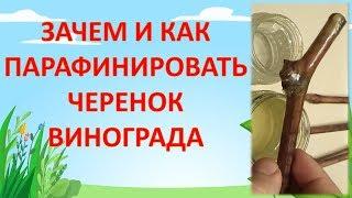 КАК И ЗАЧЕМ ПАРАФИНИРОВАТЬ ЧЕРЕНОК ВИНОГРАДА. Размножение винограда черенками.