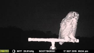 Great Horned Owl hunts during a thunderstorm on September 17, 2015 in Waukesha, Wisconsin