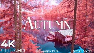 Autumn Melodies - Relaxation Film 4K - Peaceful Relaxing Music - Nature 4k Video UltraHD