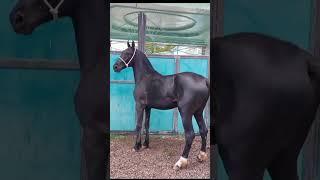 MASHHUR  OTLAR #chorvabozori #horse #nokat #shortvideo