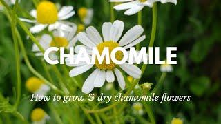 How to Grow & Harvest Chamomile | Grow Chamomile For Tea | Drying & Tips