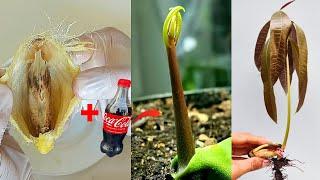 Surprisingly, the method of propagating mango seeds using Coca Cola