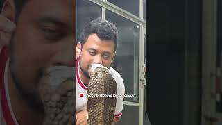 AKSI NEKAT TAKLUKAN KING COBRA SUBANG SUPER AGRESIF !!