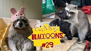 Cмешные ЕНОТЫ #29 / Приколы с ЕНОТАМИ 2022 / Funny Raccoons.