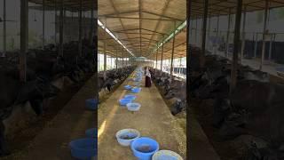 Giridhara dairy farm Surat Gujarat #shorts #shortvideo #youtubeshorts #priyanka #dinu #dairy #farm