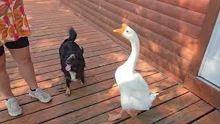 "Short Swim" for Goofy Duck and Leila