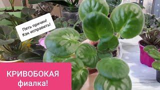 КРИВОБОКАЯ ФИАЛКА!!! ПЯТЬ причин! Как ИСПРАВИТЬ?