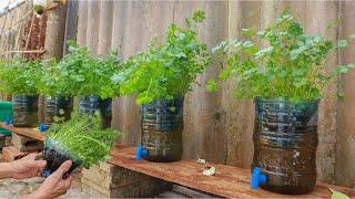 Amazing - Growing coriander at home with water