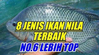 8 JENIS IKAN NILA TERBAIK DAN MENGUNTUNGKAN || NO.6 PALING COCOK UNTUK DI BUDIDAYA !!