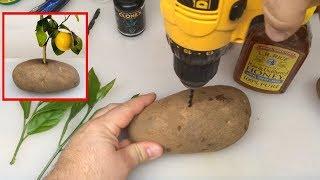 Put A Lemon Cutting In A Potato And Watch It GROW!!!