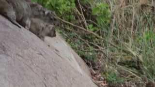 Puff Adder and Rock Hyrax encounter.