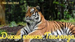 Nat Geo Wild.Дикие кошки Таиланда.