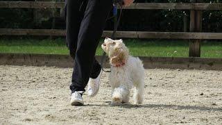 Lotte - Cockapoo Puppy - 3 Week Residential Dog Training At Adolescent Dogs