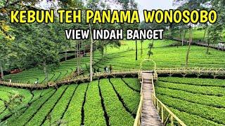 WISATA ALAM KEBUN TEH PANAMA WONOSOBO || Wisata Wonosobo