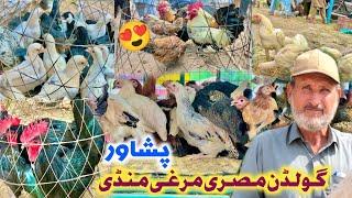 Golden Misri Murgha Mandi Peshawar 2023 | Golden Misri Hen Farming 2024 | Khyber Social Tv