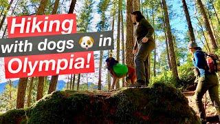 Olympia Rad HIKE Adventure with the Doggos! | Mount Rose