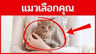 14 สัญญาณว่าคุณเป็นคนโปรดของแมวคุณ