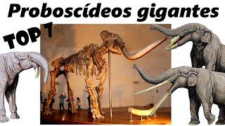 TOP 7 Mayores proboscídeos de todos los tiempos