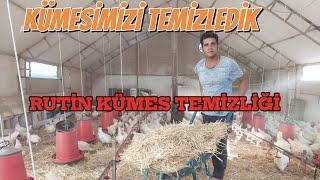 KÜMESİMİZİ TEMİZLEDİK | HOROZUMA ANTİBİYOTİK VERDİM | GEZEN TAVUK ÇİFTLİĞİ