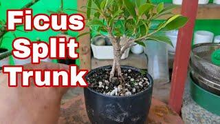 [bonsai diary] #81 Split Trunk Project Ficus Microcarpa Natural Bonsai #split_trunk_project