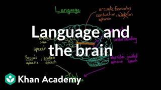 Language and the brain: Aphasia and split-brain patients | MCAT | Khan Academy