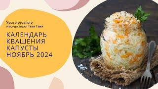 Календарь КВАШЕНИЯ капусты. Ноябрь 2024 г.