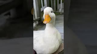 Male Duck “Quacking”