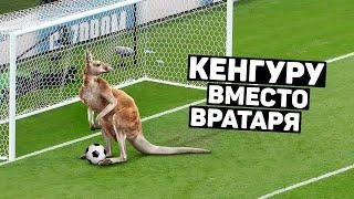 КЕНГУРУ ЗАМЕНИЛ ВРАТАРЯ! Необычные животные на футбольном поле. Футбольный топ @120ЯРДОВ​