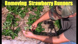 Removing Strawberry Runners in 1st Season