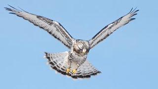 Rough-legged Hawks Bird Photography: Wildlife Behind the Scenes With the Sony a7R IV 200-600mm