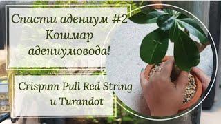 Спасти адениум часть 2. Кошмар адениумовода!  Срочная пересадка Crispum Pull Red String и Turandot