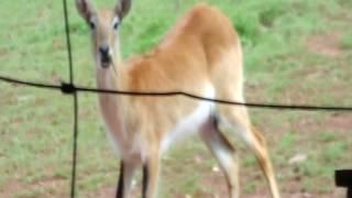 Kafue flats lechwe  (Kobus leche), or southern lechwe, antelope at  Paington,zambézi víziantilop.