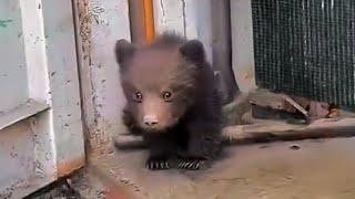 The lost bear cub cried in fear, the man adopted it and was amazed when it grew up