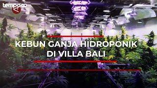 Melihat Pabrik Narkoba dan Kebun Ganja Hidroponik di Villa Bali