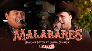 Malabares (En Vivo) - Brandon Ortega Ft. Nueva Demanda